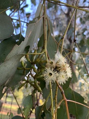 Eucalyptus albens