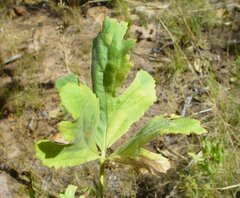 Trachymene dendrothrix