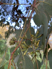 Eucalyptus albens