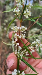 Logania albiflora