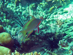 Pseudanthias huchtii