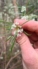 Logania albiflora