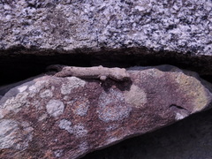 Gekko japonicus