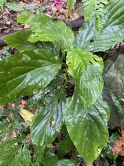 Paraphlomis javanica