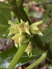 Paraphlomis javanica