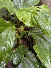 Paraphlomis javanica