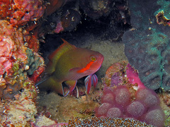 Pseudanthias huchtii
