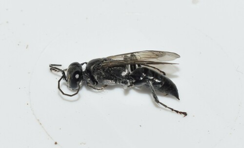 Representative image of Tachysphex fugax