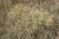 Falcaria vulgaris