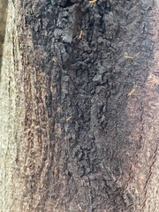 Formicidae