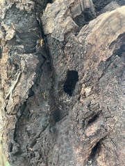 Formicidae