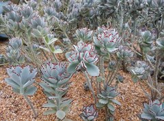 Kalanchoe tomentosa