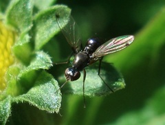 Sepsis fulgens