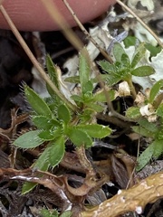 Draba fladnizensis