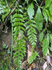 Polystichum formosanum