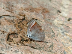 Curetis thetis