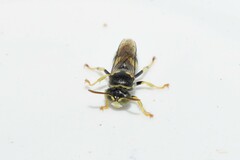 Bembecinus hungaricus