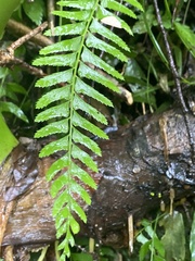 Polystichum formosanum
