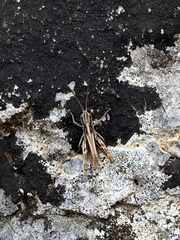 Chorthippus sangiorgii