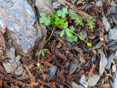 Ranunculus junipericola