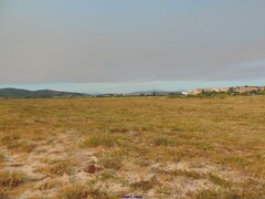 Crucianella maritima