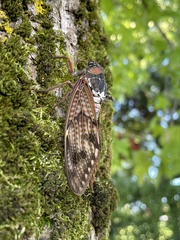 Graptopsaltria nigrofuscata