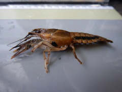 Procambarus dupratzii