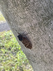 Graptopsaltria nigrofuscata