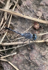 Diplacodes trivialis