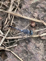 Diplacodes trivialis