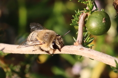 Anthophora pubescens
