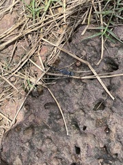 Diplacodes trivialis