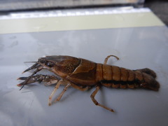 Procambarus dupratzii