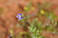 Erodium crinitum