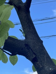 Hierodula patellifera patellifera