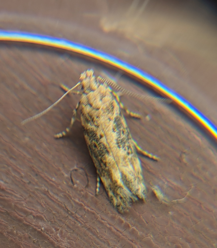 Beet Moth
