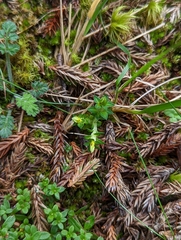 Gentiana scabrida horaimontana