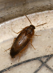 Hallomenus binotatus
