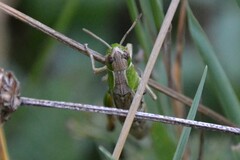 Pseudochorthippus parallelus