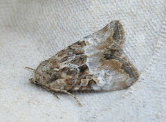 Mesoligia furuncula