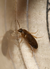 Hallomenus binotatus