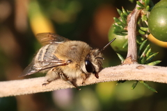 Anthophora pubescens