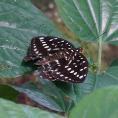 Lexias dirtea merguia