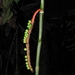 Geonoma stricta - Photo (c) Jorge L. Peña, some rights reserved (CC BY-NC), uploaded by Jorge L. Peña