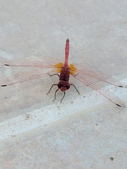 Trithemis arteriosa