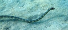 Hydrophis ornatus