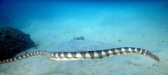 Hydrophis ornatus