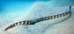 Hydrophis ornatus