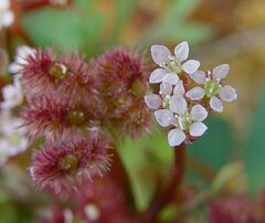 Trachymene cyanopetala