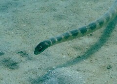 Hydrophis ornatus